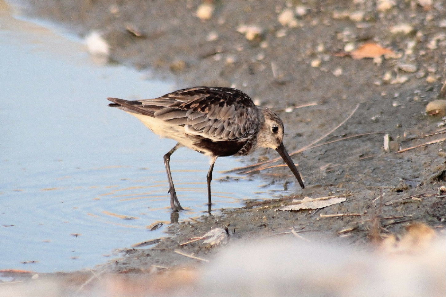 Calidris alpina  Piovanello pancianera